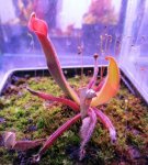 Heliamphora glabra (S. Do Sol, Guyana) - kliknij aby zobaczyć zdjęcie. Heliamphora glabra (S. Do Sol, Guyana)