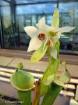 Heliamphora tatei (Cerro Duida) - kliknij aby zobaczyć zdjęcie. Heliamphora tatei (Cerro Duida)