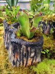 Heliamphora pulchella (Apacapa Tepui) - kliknij aby zobaczyć zdjęcie. Heliamphora pulchella (Apacapa Tepui)