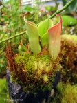 Heliamphora minor - kliknij aby zobaczyć zdjęcie. Heliamphora minor