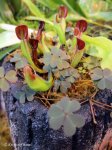 Heliamphora heterodoxa - kliknij aby zobaczyć zdjęcie. Heliamphora heterodoxa