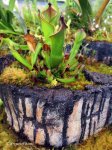 Heliamphora heterodoxa hybryda - kliknij aby zobaczyć zdjęcie. Heliamphora heterodoxa hybryda