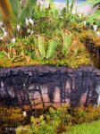 Heliamphora minor - kliknij aby zobaczyć zdjęcie. Heliamphora minor
