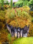 Heliamphora huberi (Amuri Tepui) - kliknij aby zobaczyć zdjęcie. Heliamphora huberi (Amuri Tepui)