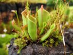 Heliamphora minor - kliknij aby zobaczyć zdjęcie. Heliamphora minor