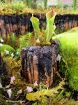 Heliamphora minor - kliknij aby zobaczyć zdjęcie. Heliamphora minor