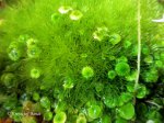 Utricularia pubescens - kliknij aby zobaczyć zdjęcie. Utricularia pubescens