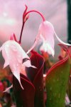 Heliamphora ceracea (Cerro Neblina) - kliknij aby zobaczyć zdjęcie. Heliamphora ceracea (Cerro Neblina)
