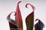 Heliamphora neblinae (Cerro Neblina) - kliknij aby zobaczyć zdjęcie. Heliamphora neblinae (Cerro Neblina)