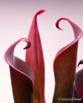 Heliamphora neblinae (Cerro Neblina) - kliknij aby zobaczyć zdjęcie. Heliamphora neblinae (Cerro Neblina)