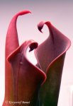 Heliamphora neblinae (Cerro Neblina) - kliknij aby zobaczyć zdjęcie. Heliamphora neblinae (Cerro Neblina)