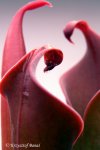 Heliamphora neblinae (Cerro Neblina) - kliknij aby zobaczyć zdjęcie. Heliamphora neblinae (Cerro Neblina)