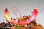 Heliamphora x? - kliknij aby zobaczyć zdjęcie. Heliamphora x?