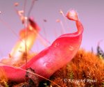Heliamphora x? - kliknij aby zobaczyć zdjęcie. Heliamphora x?