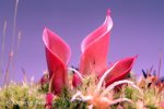 Heliamphora minor Selection 1 - kliknij aby zobaczyć zdjęcie. Heliamphora minor Selection 1