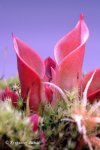 Heliamphora minor Selection 1 - kliknij aby zobaczyć zdjęcie. Heliamphora minor Selection 1