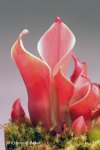 Heliamphora minor Big Orange - kliknij aby zobaczyć zdjęcie. Heliamphora minor Big Orange
