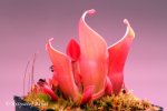 Heliamphora minor Big Orange - kliknij aby zobaczyć zdjęcie. Heliamphora minor Big Orange
