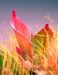 Heliamphora pulchella (Churi Tepui) - kliknij aby zobaczyć zdjęcie. Heliamphora pulchella (Churi Tepui)