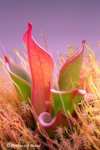 Heliamphora pulchella (Churi Tepui) - kliknij aby zobaczyć zdjęcie. Heliamphora pulchella (Churi Tepui)