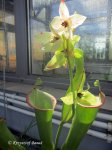 Heliamphora tatei - kliknij aby zobaczyć zdjęcie. Heliamphora tatei