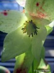 Heliamphora tatei - kliknij aby zobaczyć zdjęcie. Heliamphora tatei