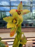 Heliamphora tatei - kliknij aby zobaczyć zdjęcie. Heliamphora tatei