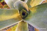 Brocchinia hechtioides - kliknij aby zobaczyć zdjęcie. Brocchinia hechtioides