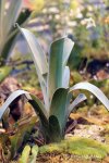 Brocchinia hechtioides - kliknij aby zobaczyć zdjęcie. Brocchinia hechtioides