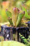 Heliamphora pulchella (Apacapa Tepui) - kliknij aby zobaczyć zdjęcie. Heliamphora pulchella (Apacapa Tepui)