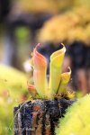Heliamphora minor - kliknij aby zobaczyć zdjęcie. Heliamphora minor