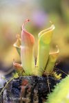 Heliamphora minor - kliknij aby zobaczyć zdjęcie. Heliamphora minor