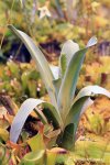 Brocchinia hechtioides - kliknij aby zobaczyć zdjęcie. Brocchinia hechtioides