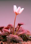 Drosera schmutzii (Kangaroo Island, Australia Południowa) - kliknij aby zobaczyć zdjęcie. Drosera schmutzii (Kangaroo Island, Australia Południowa)