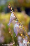 Utricularia pubescens - kliknij aby zobaczyć zdjęcie. Utricularia pubescens