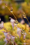 Utricularia pubescens - kliknij aby zobaczyć zdjęcie. Utricularia pubescens