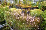 Utricularia pubescens - kliknij aby zobaczyć zdjęcie. Utricularia pubescens