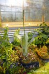Brocchinia hechtioides - kliknij aby zobaczyć zdjęcie. Brocchinia hechtioides