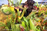 Heliamphora sp. Angasima - kliknij aby zobaczyć zdjęcie. Heliamphora sp. Angasima
