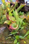 Heliamphora spec. nov. Akopan - kliknij aby zobaczyć zdjęcie. Heliamphora spec. nov. Akopan