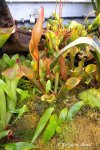 Heliamphora nutans - kliknij aby zobaczyć zdjęcie. Heliamphora nutans