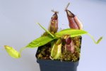 Nepenthes hamata (Gunung Lumut)