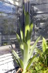 Brocchinia reducta - kliknij aby zobaczyć zdjęcie. Brocchinia reducta