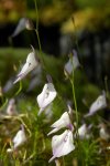 Utricularia pubescens - kliknij aby zobaczyć zdjęcie. Utricularia pubescens