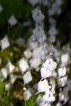 Utricularia pubescens - kliknij aby zobaczyć zdjęcie. Utricularia pubescens