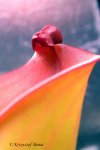Heliamphora folliculata (Murosipan Tepui, Ven.) - kliknij aby zobaczyć zdjęcie. Heliamphora folliculata (Murosipan Tepui, Ven.)