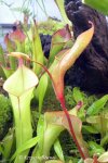 Heliamphora nutans - kliknij aby zobaczyć zdjęcie. Heliamphora nutans