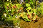 Heliamphora collina (Foothills Testigos) - kliknij aby zobaczyć zdjęcie. Heliamphora collina (Foothills Testigos)