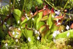 Heliamphora heterodoxa - kliknij aby zobaczyć zdjęcie. Heliamphora heterodoxa