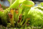 Heliamphora parva (Cerro Neblina) - kliknij aby zobaczyć zdjęcie. Heliamphora parva (Cerro Neblina)